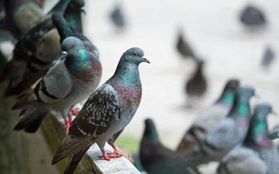 Campagne de dépigeonnage
